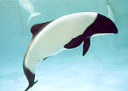 Magical Dolphins Webring